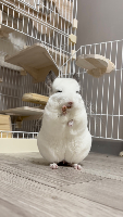 やすさん