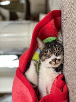 けんたろうさん