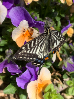 だい　東北大学医学科さん