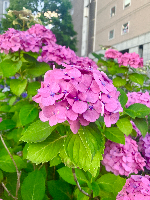 よもぎさん