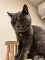 どるふぃんさん
